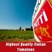 Mutti Double Concentrated Tomato Paste 4.94 oz. Can | Pack of 12 | Italy's #1 Tomato Brand | Vegan & Gluten-Free - Buy Online on GoSupps.com