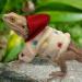 Bearded Dragon Clothes - Cotton Lizard Warm Coat Hoodies Jacket Reptile Clothes for Lizard Bearded Dragon Crested Chameleon Beige - Buy Online on GoSupps.com