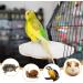 Wusanna 6-Piece Sepia Bowl Set for Turtles Birds & Snails | Calcium & Mineral Supplies for Reptiles - Buy Online on GoSupps.com