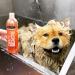 WAHL Dirty Beastie Pet Shampoo: Gentle Cleansing & Deodorizing for Dogs & Cats - International Shipping Available - Buy Online on GoSupps.com