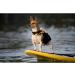 EzyDog Life Jacket for Small Dogs - Adjustable DFD Dog Vest with Handle & Reflectors - M2XS Yellow - Safe & Stylish Canine Floatation Aid - Buy Online on GoSupps.com
