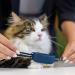 Tractive GPS CAT 4 Collar Attachment x3 Midnight Blue Glow-in-The-Dark Snow - Set of 3 - Buy Online on GoSupps.com