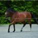 Lunging Aid for Horses | Enhance Training & Performance | International Shipping Available - Buy Online on GoSupps.com