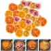 VILLFUL 1 Dehydrated Oranges Dried Oranges Dried Darancia Slices Dried Lemon Slices Fruit Model Decorative Lemon Slices Department of Moors Gift Pack Dried Fruit - Buy Online on GoSupps.com