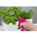 Buy 200ml Professional Spray Bottles for Plants Flowers & Hairdressing - Empty Spray Bottles in Green Purple & Pink | International Shipping - Buy Online on GoSupps.com