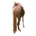 Kerbl 321900 Shearing template for horses set of 3