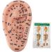 Buy Ear Zone PVC Acupuncture Point Model - Reflexology Teaching Aid for International Shipping - Buy Online on GoSupps.com