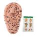Ear acupuncture model ear model acupuncture requirement 17 cm acupuncture points ear massage model ear zone massage model for lessons in the reflex zone massage with acupuncture table