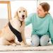 Dog Leg Comfort Brace - Dog Hip and Leg Support Adjustable Dog Back Support Band | Lightweight Protective Leg Brace Dogs with Joint Breathable Support Brace for Senior Dog Mobility - Buy Online on GoSupps.com