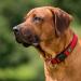 HUNTER Neopren Vario Plus Dog Collar - Padded Nylon 35/2.0 (S) - Red/Black | International Shipping Available - Buy Online on GoSupps.com