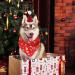 Suoxu Dog Christmas Bandana & Party Hat Set | Triangle Scarf & Festive Outfit for Dogs | Santa Claus Snowflake Design | Ideal Holiday Gift & Decoration - Buy Online on GoSupps.com