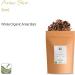 Organic Anise Star Seed Tea - Illicium Verum Herbal Infusion 200g - Buy Online on GoSupps.com