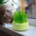 Firulab Cat Grass Growing Kit Cat Grass Bowl Planter Tray Catnip and Bowl Cat Grass Kit with Seeds DIY Soil Free Kitten Grass Growing Kit for Cat Snacks Green - Buy Online on GoSupps.com