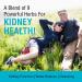Solaray Kidney Blend SP-6 - 100 VegCaps for Kidney Health & Support - Buy Online on GoSupps.com