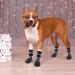 Kooltail Non-Slip Dog Socks | Waterproof Outdoor Dog Shoes with Traction Control & Pfot Protection | Dark Gray Medium - Perfect for Hardwood Floors - Buy Online on GoSupps.com