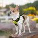 Eagloo Adjustable Dog Harness for Small Dogs | Anti-Train Durable & Reflective | XS Size Ideal for Walking & Jogging Green (1 Pack) - Buy Online on GoSupps.com