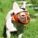 Jyhy Adjustable Muzzle for Flat-Nosed Dogs & Cats | Breathable Design for Bulldogs Pugs & More - Orange (28-43cm) - Buy Online on GoSupps.com