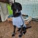 Eastlion Dog Sweater - Warm Black Pullover T-Shirt for XL Dogs | Stylish Pet Apparel - Buy Online on GoSupps.com