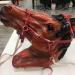 Halter for Horse | Heavy Duty Chin and Throat Snap Halter Horse Comfortable Padded Nylon Horse Halter for Training Equestrian Grooming Lambo Red - Buy Online on GoSupps.com