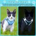 Adjustable Cat Dishes with Leash - Outbreak-Proof Breathable Reflective Set for Cats & Small Dogs XS | International Shipping - Buy Online on GoSupps.com