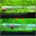 YYWEi 3 PCS Planaria Trap Clear Crystal Glass Worm Catch Pen Shrimp Leeches Catcher Worm Catcher Double and Three Holes + 8 Holes Planarians Trapper - Buy Online on GoSupps.com