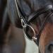 Shop Sunride English Combined Bridle Berlin with Reins - Soft Real Leather Adjustable & Anatomical for Ponies - Black - Buy Online on GoSupps.com