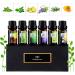 Fresh Essential Oils Set - 6x10ml Aromatherapy Gift Kit for Diffusers & Humidifiers - Tea Tree Lavender Peppermint & More - Buy Online on GoSupps.com