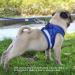 Dog Tie Out Cable 16.4ft Chew Proof Long Steel Wire Double Heads Tieout Leash for Small Medium and Larger Dog Outdoor Walking Camping Picnic(Blue) As shown - Buy Online on GoSupps.com