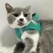 Joyal Reflective Soft Padded Dog Harness - Air-Mesh Chest Harness for Cats & Puppies XXXS (Turquoise 27-31cm) - Best International Shipping - Buy Online on GoSupps.com