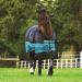 Horseware Mio T/O Lite Turnout Rug | Waterproof Black/Turquoise | 160 cm (7'0) - Perfect for All-Weather Protection - Buy Online on GoSupps.com