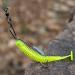 YONGZHI Fishing Lures - Shallow & Deep Diving Swimbait Crankbait for Bass Trout - Multi Jointed Hard Baits - Freshwater & Saltwater (Hooks Included) - Buy Online on GoSupps.com