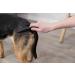 Trixie Flea and Lice Comb 21 cm - Buy Online on GoSupps.com