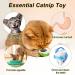 Edible Catnip Ball for Dental Care and Play - Rotatable Mint Toy for Cats - Buy Online on GoSupps.com