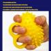Hand Therapy Ball - Finger Exerciser & Grip Strengthener for Arthritis & Elderly - Buy Online on GoSupps.com