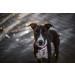 JULIUS K-9 Adjustable Pink-Gray Collar 25mm for Dogs | 39-65 cm | International Shipping - Buy Online on GoSupps.com