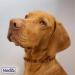 Buy Nosli Amber Necklace Collar for Dogs & Cats - Baltic Amber Dog Collar 55cm - Buy Online on GoSupps.com