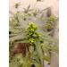Buy Berzerker Mist Feminized Seed Spray - 2oz Amber - 10PPM | Fast International Shipping - Buy Online on GoSupps.com
