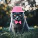 Balacoo Hamster Hat and Bowtie - Cool Pet Outfit for Small Animals Such as Rats, Guinea Pigs, and Ferrets - Pink - Buy Online on GoSupps.com