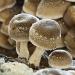MycoVital Organic Shiitake Mushroom Powder Capsules - 93 Vegan 450mg - German Cultivation 100% Pure & Additive-Free - Buy Online on GoSupps.com