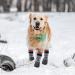 Qinlectri Dog Socks - Anti-Slip Waterproof Dog Boots with Adjustable Straps for Indoor & Outdoor Use - Large Size Paw Protectors - Buy Online on GoSupps.com