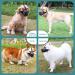 Dog Muzzle for All Sizes Soft Cover Adjustable Straps Poison Bait Protection XS+ Snout (6 - 8 ) - Buy Online on GoSupps.com