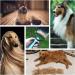 Deshedding Brush for Small, Medium & Large Dogs | 17+9 Double Sided Grooming Tool with Free Dog Comb - Blue - Buy Online on GoSupps.com