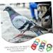 VANZACK 300 Pcs Pigeon Foot Ring Rabbit Cage Bird DNA Testing Kit Pet Tag Poo Bird Supplies Aluminum Plastic 1.1x0.8cmx3pcs Random Colorx3pcs - Buy Online on GoSupps.com