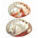PEPPERLONELY 5PC Polished Red Baby Abalone Sea Shells  2-3/4 3 Inch (99 Red Baby Abalone  5) 99 Red Baby Abalone 5