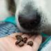 SKIPPER'S Training Treats for Dog Chews and Puppy Training Treats 500g - Source of Omega 3 Grain Free Good for Digestion 100% Natural Ingredients No Additives 500 g (Pack of 1) - Buy Online on GoSupps.com