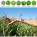 PARA'KITO Mosquito Repellent Wristband - Waterproof Outdoor Pest Bracelet with Natural Oils (Hawaii) - Buy Online on GoSupps.com