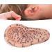 Human Ear Acupuncture Point Model - Clear Lettering Flexible PVC Multi-Purpose for Home Learning and Acupuncture Training - Buy Online on GoSupps.com