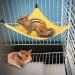 Small Pet Hammock Triangle Pet Cage Hammock Hanging Bed Cage Accessories for Hamster Squirrel Sugar Glider Guinea Pig Mice Rats Birds(Yellow) - Buy Online on GoSupps.com