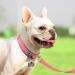 Joytale Softly Padded Neoprene Dog Collar for Small Dogs - Reflective Nylon Pink - 1 Pack - Buy Online on GoSupps.com