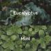 Kneipp Eucalyptus Bubble Bath 13.52 fl oz - Relax with Aromatherapy | Buy Online - Buy Online on GoSupps.com